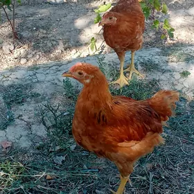 juyje
