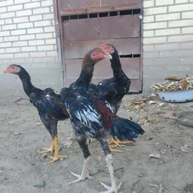 Paroda juyje