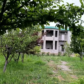 kotej