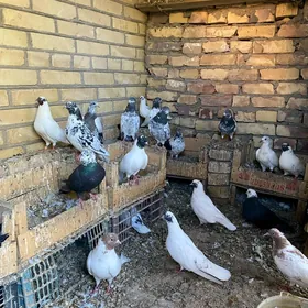 Gushlar PAKISTAN "TEDDI"