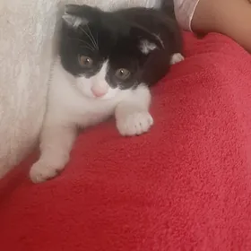 кошка вислауха