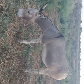 kürreli eşek