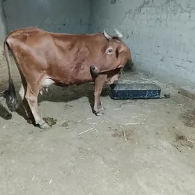 sygyr
