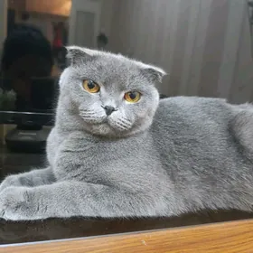 Британские котята вислоушки