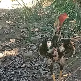 baysow horaz