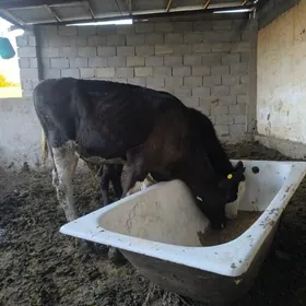 göle
