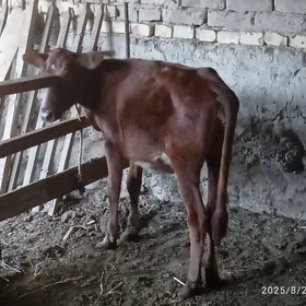 Mesny sygyr