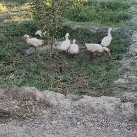 Ordek Ordek