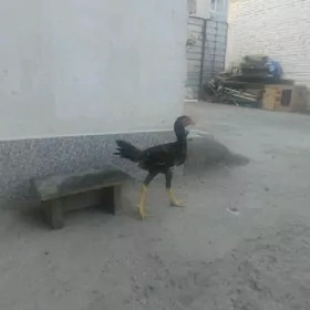 байец
