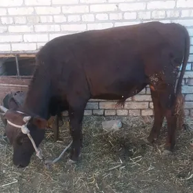 семиз окуз
