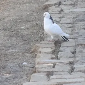 kepderi
