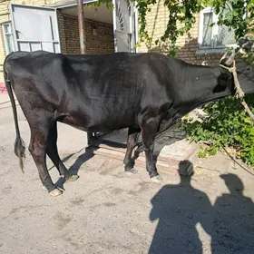 чорны пёстырь
