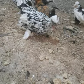 karlik