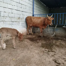 Göleli sygyr