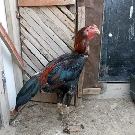 Taşkent
