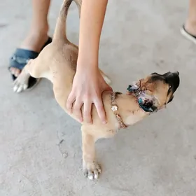 Arassa pitbul gujuk
