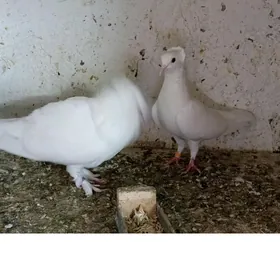 Kepderi Çubaty