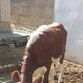 Tuwa