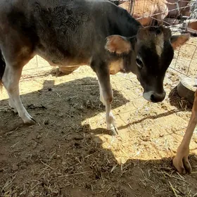 iki sany göle