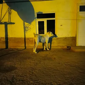 Екемен