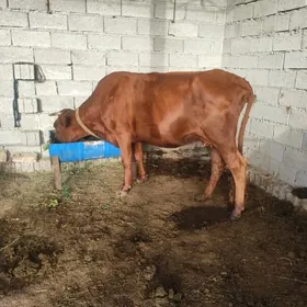 Bogaz sygyr