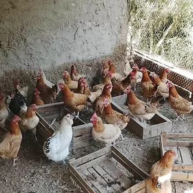 MESNI TOWUK SATLYK
