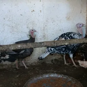 towuklar induklar