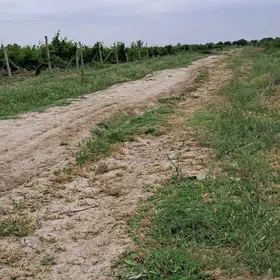 üzüm gektar