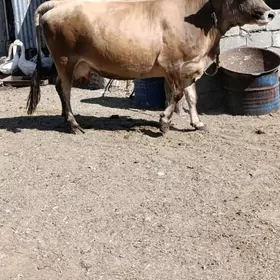 sygyr