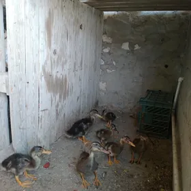 ördek gakgak