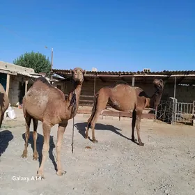 düÿe