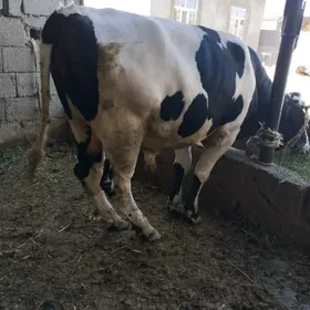 bakylan galişdeýin öküz