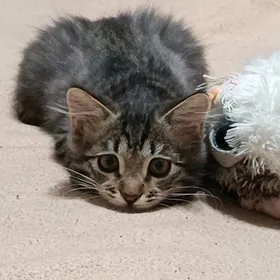 котенок,мальчик