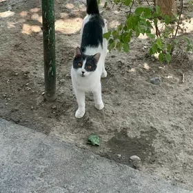 домашние животные