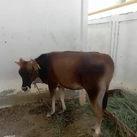 Sygyr