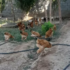 tawuk