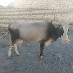 goleli sygyr