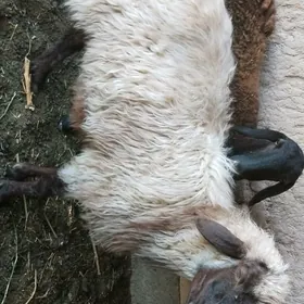 goýun