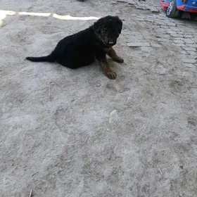 afçarka