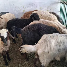 geci cebiş goÿyn tokly işek