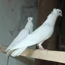kepderi