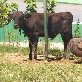 okuzce