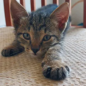 Котенок мальчик