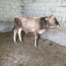 okuzce