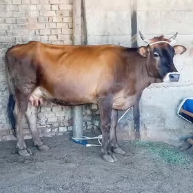 GYSYR SYGYR.