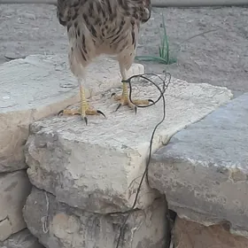 Laçyn guş çagasy