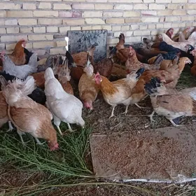 Mesny towuklar