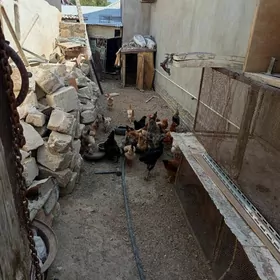 Towuklar
