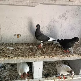 kepderi