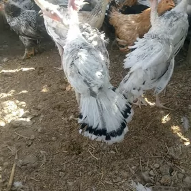 induk juyje